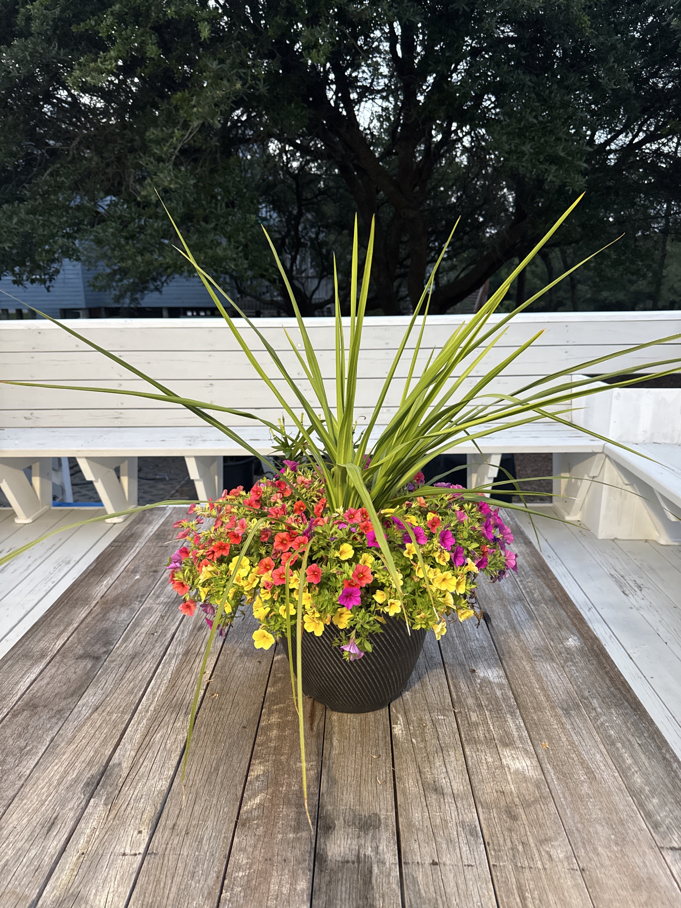 Colorful Outdoor Planter with Petunias and Grass