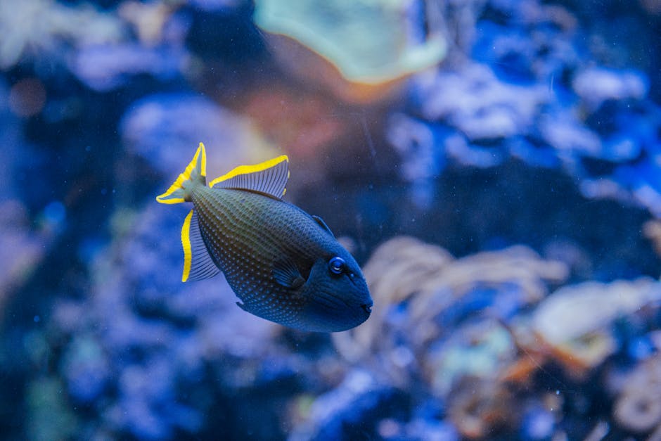Saltwater Aquarium Starter Kit